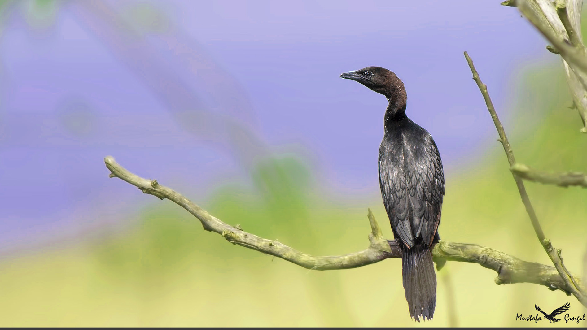 Pygmy Cormorant
